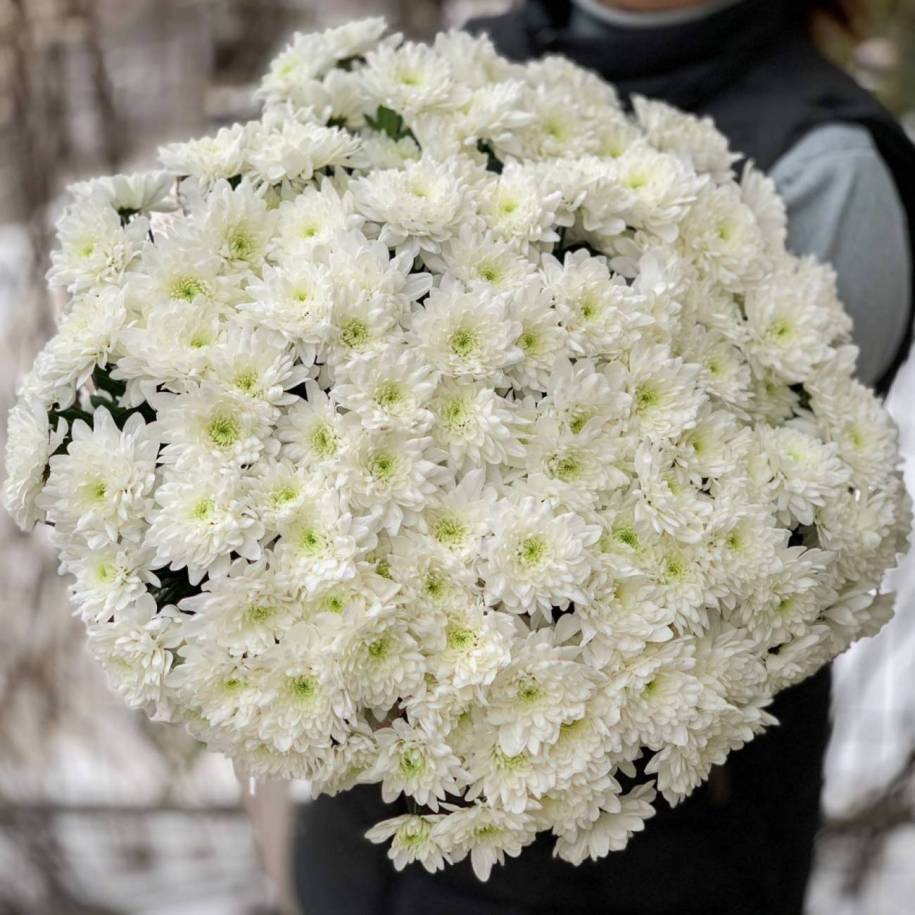 Белые недорогие цветы